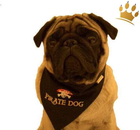 Bandana Pirate Dog