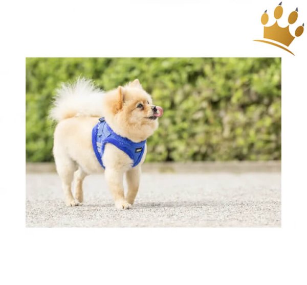 Step In Hundegeschirr Chiara Diamond Blau