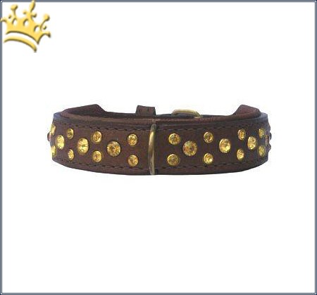Hundehalsband Miami Braun 20mm
