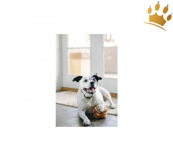 P.L.A.Y. Hundespielzeug Hamburger