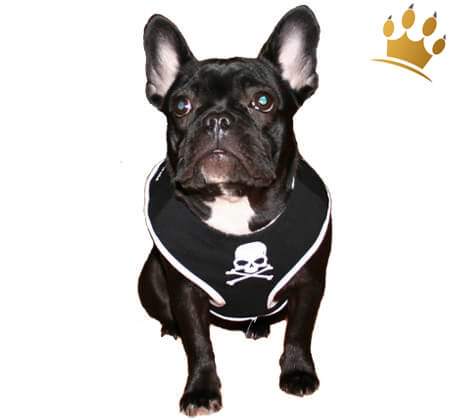 Softbrustgeschirr Black Pearl Pirate