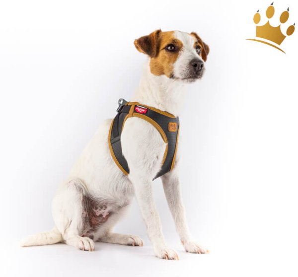 Curli© Geschirr Clasp Apfel Schwarz/Braun