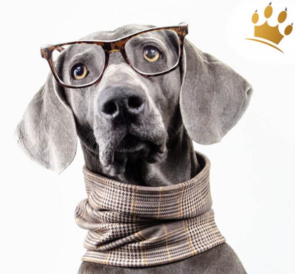 Duftmarke Hunde-Loop Sharedog Holmes 1