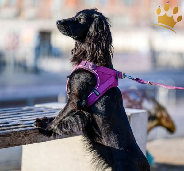 Dog Copenhagen Comfort Walk Go Purple Passion