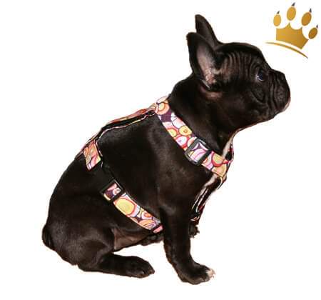 Hundegeschirr Retro-Look Multi