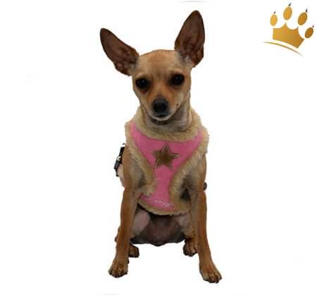 Softgeschirr Fur Pink Star