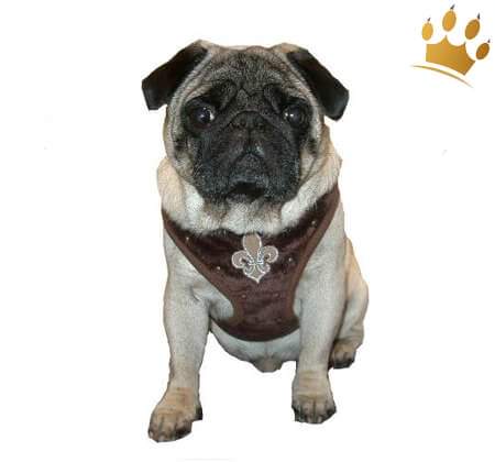 Softgeschirr Fell Mops