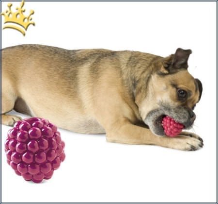 Hunde-Spielzeug Orbee-Tuff Rasberry