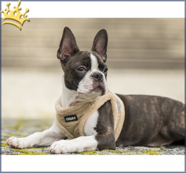 Step In Hundegeschirr Chiara Diamond Beige Hund