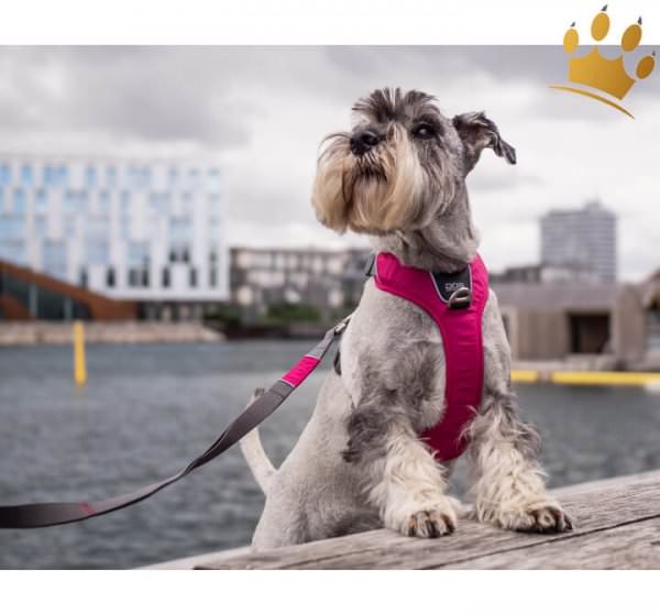 Hundegeschirr Dog Copenhagen V2 Comfort Walk (Pro) Wild Rose