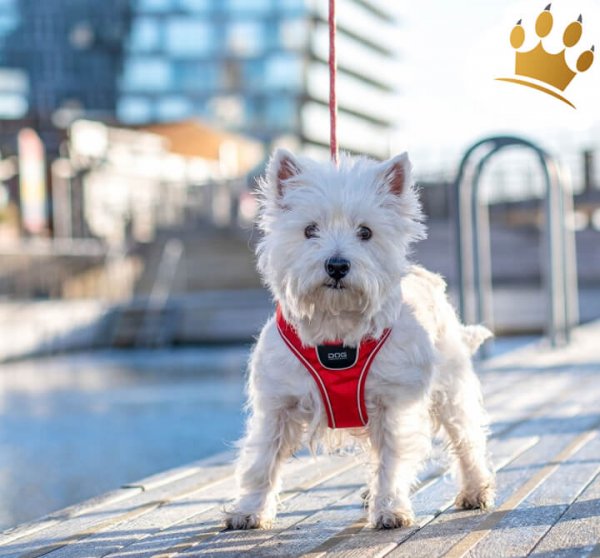 Dog Copenhagen Comfort Walk Go Red