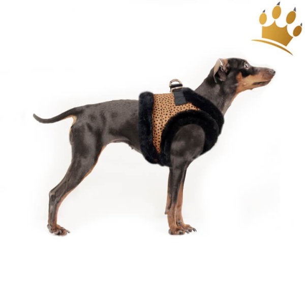 Milk & Pepper Katoun Step In Hundegeschirr