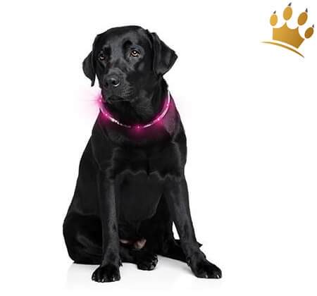 Hundeleuchthalsband led akku Pink