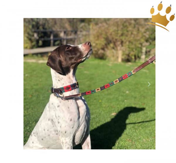 Kipita Hundleine Classic