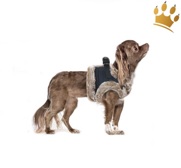 Milk & Pepper Yuri Step In Hundegeschirr