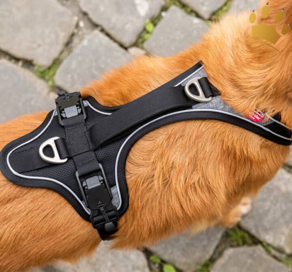 Curli Magnetic Belka Comfort Schwarz