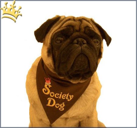 Bandana Society Dog