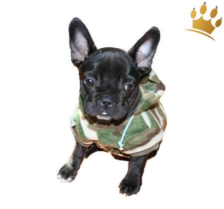 Hundejacke Camo Grün