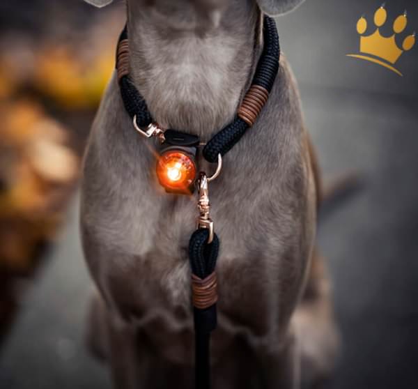 Orbiloc Leuchtbutton Dog Dual Amber