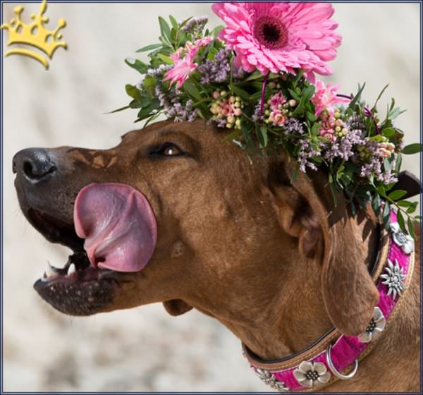 Hundehalsband Blütenmeer Pink