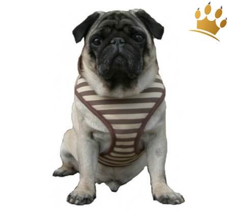 Softgeschirr Barcelona Braun