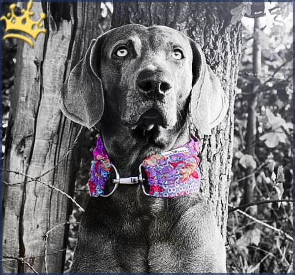 Duftmarke Hundeschal Waulily Detail