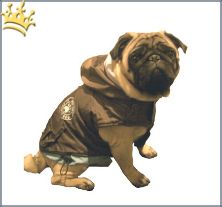 Hundemantel City Paw Blau