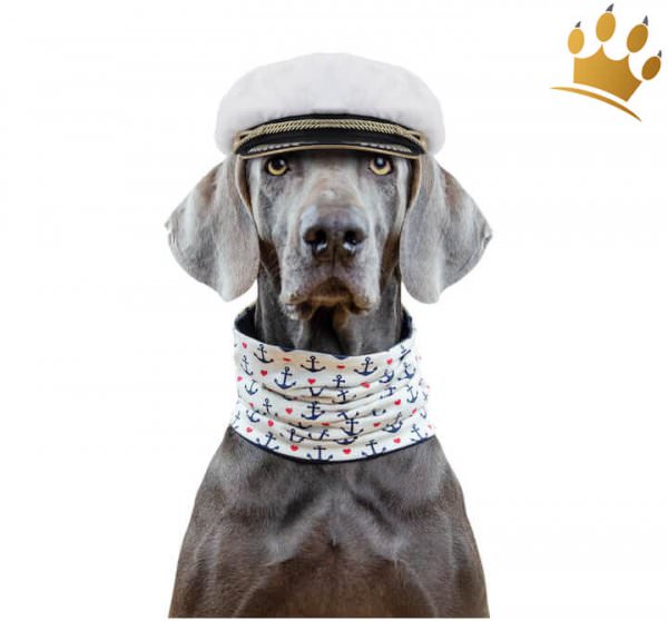 Duftmarke Hunde-Loop Seehund 3