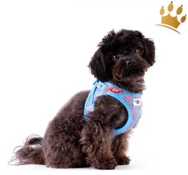 Curli© Vest Harness Clasp Air-Mesh SE23 Aquaa Fisch