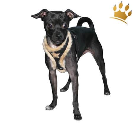 Softgeschirr Fur Black Star