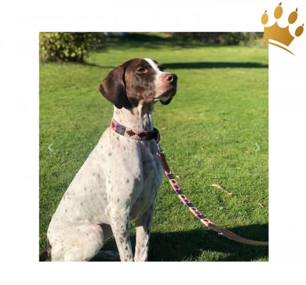 Kipita Hundleine Gentle