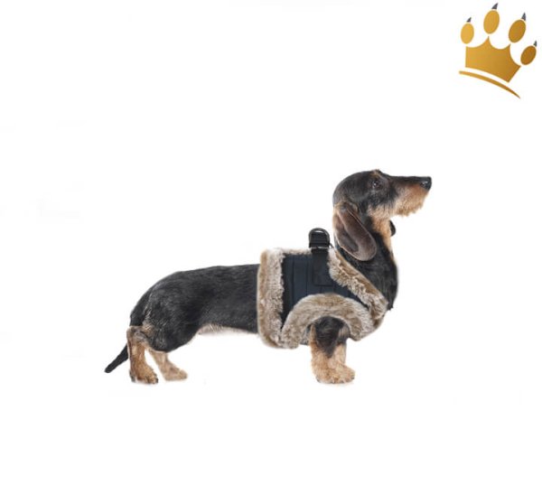 Milk & Pepper Yuri Step In Hundegeschirr