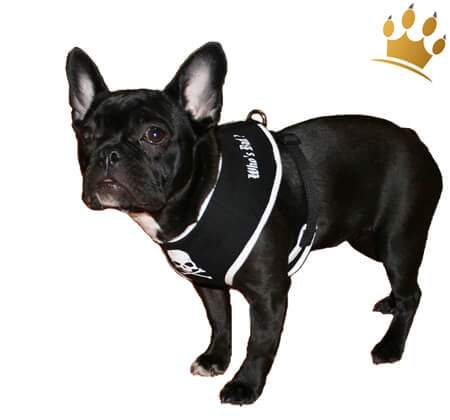 Softbrustgeschirr Black Pearl Pirate