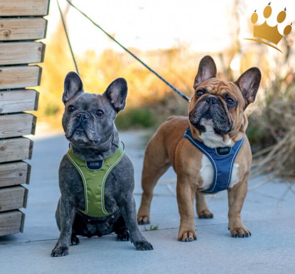 Dog Copenhagen Comfort Walk Go Hunting Green