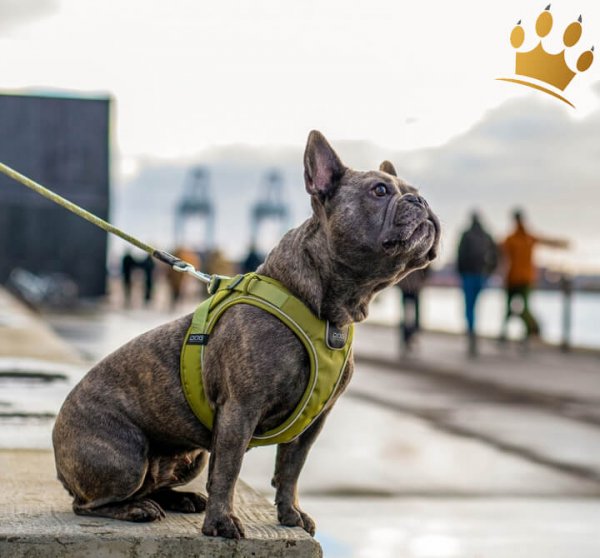 Dog Copenhagen Comfort Walk Go Hunting Green