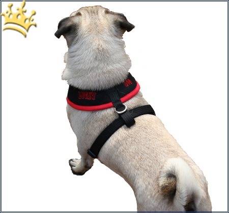 Softgeschirr Lucky Dogs