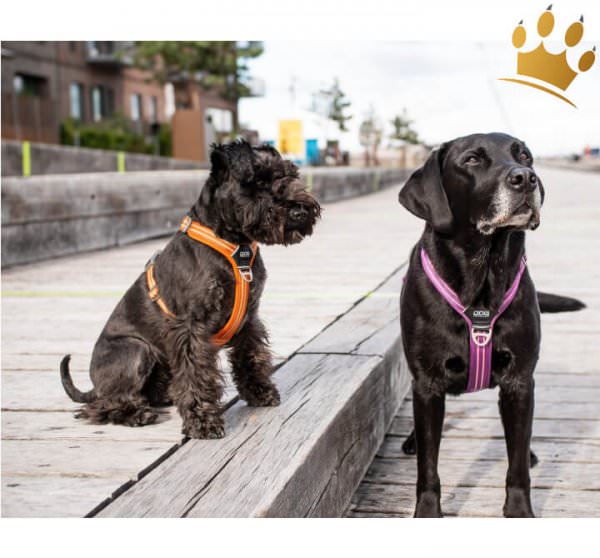 Dog Copenhagen Hundegeschirr V2 Walk Air Purpel Passion