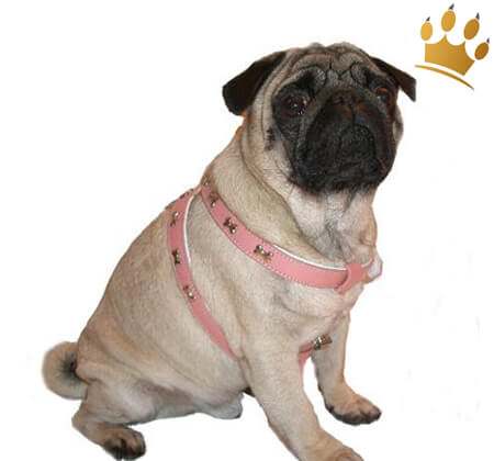 Hundegeschirr Blinking Bones Rosa