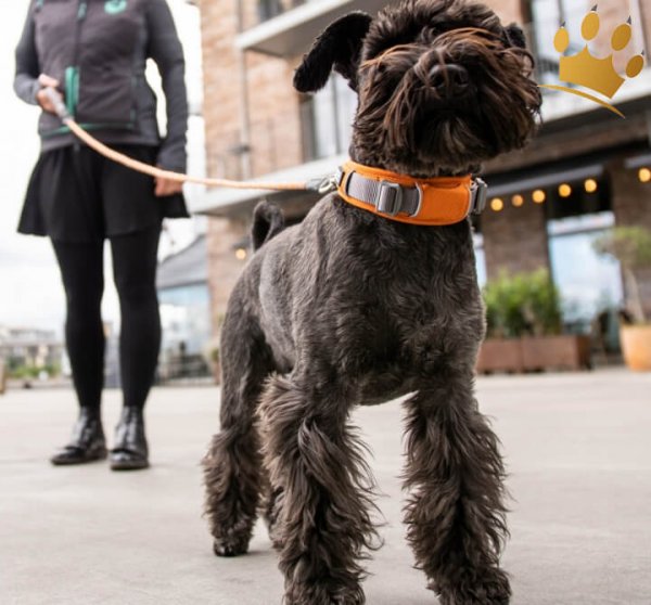 Dog Copenhagen Halsband Urban Explorer Orange Sun