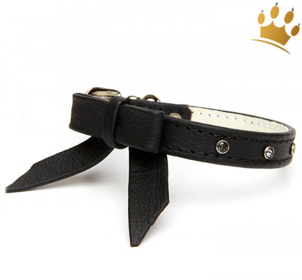 Hundehalsband Faszination Schwarz