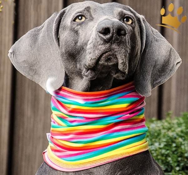 HundeLoop Schal Canicolore Hundemode Duftmarke Hunde Schal