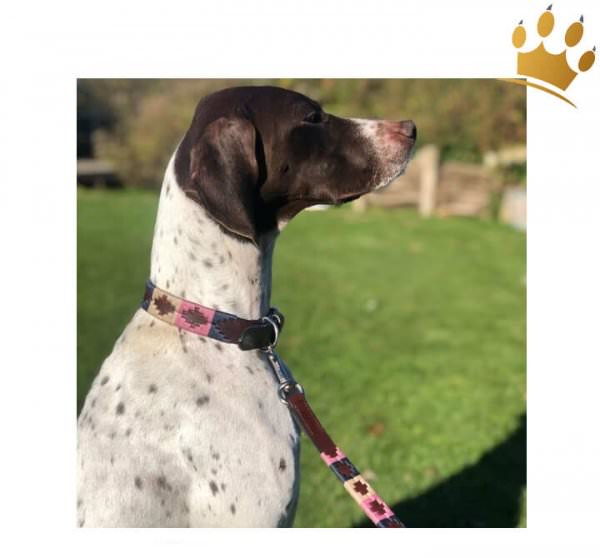 Kipita Hundehalsband Gentle