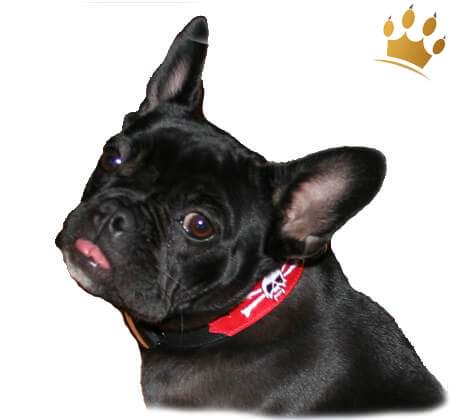 Hundehalsband Pirat Skull