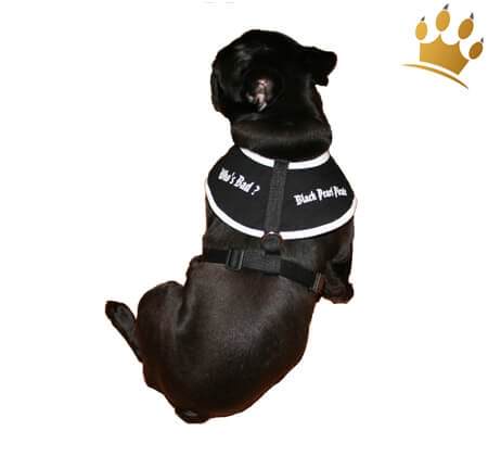 Softbrustgeschirr Black Pearl Pirate Rücken