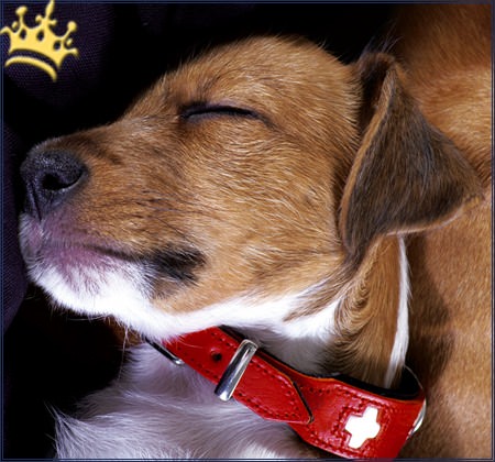 Hundehalsband Swiss rot