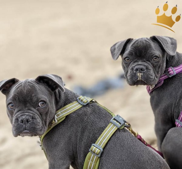 Dog Copenhagen Hundegeschirr V2 Walk Air Hunting Green