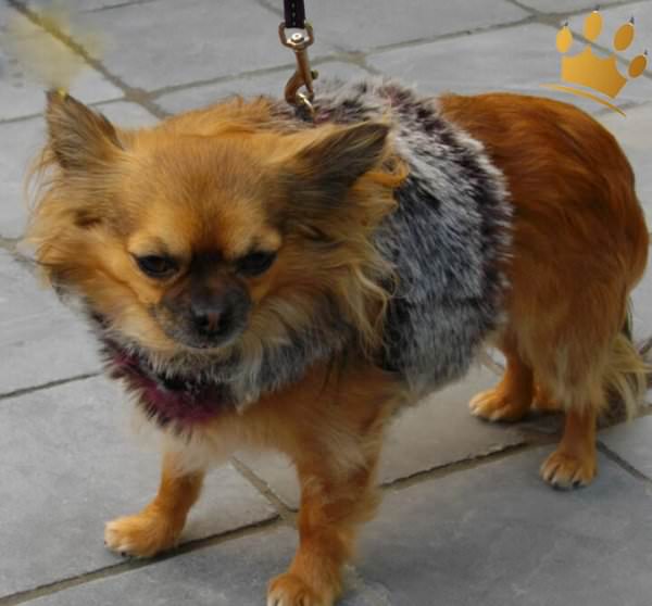 Hundesoftgeschirr Artic Fur Braun