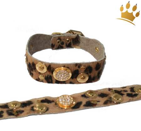 Hundehalsband Leopard Savanne