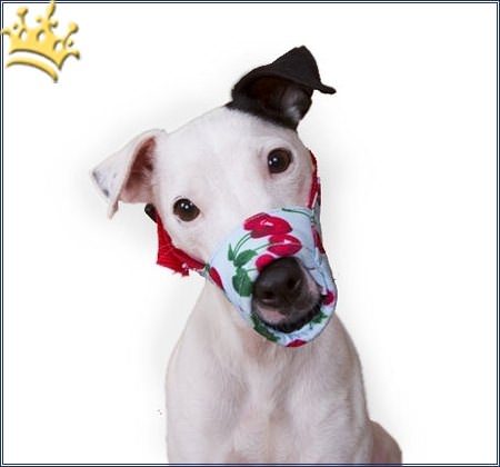 Hundemaulkorb Krasy Cherry