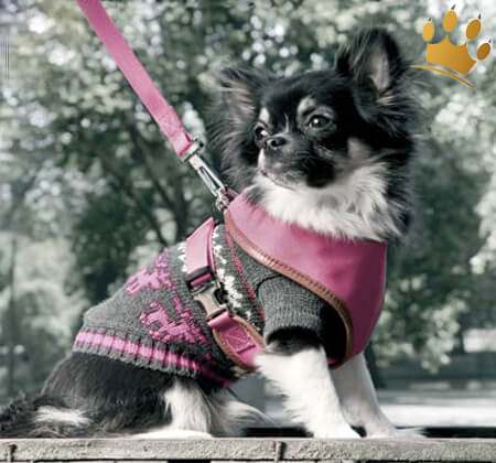 Canvas Harness-Set Pink